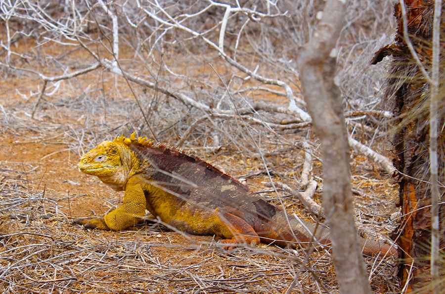 Land Iguana, Travel Blog Galapagos