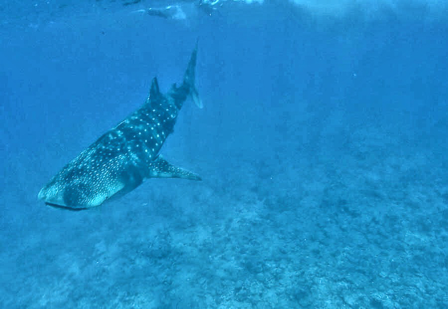whale-shark-snorkling-maldives-sabrina-chakici-conrad-maldives-maldives-blog-cutch-carry-on-uk-tavel-blogger-4-of-6
