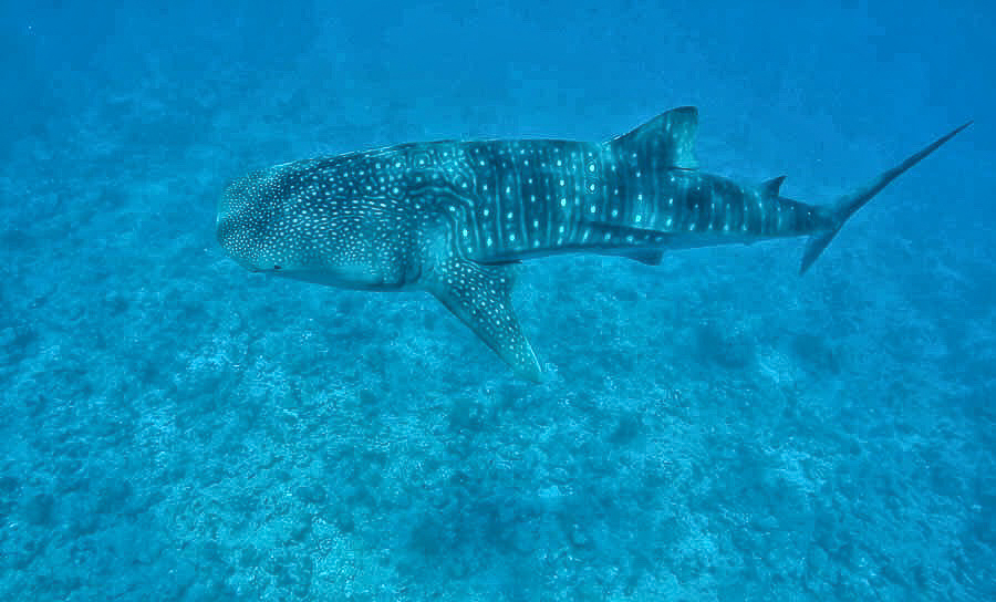 whale-shark-snorkling-maldives-sabrina-chakici-conrad-maldives-maldives-blog-cutch-carry-on-uk-tavel-blogger-5-of-6