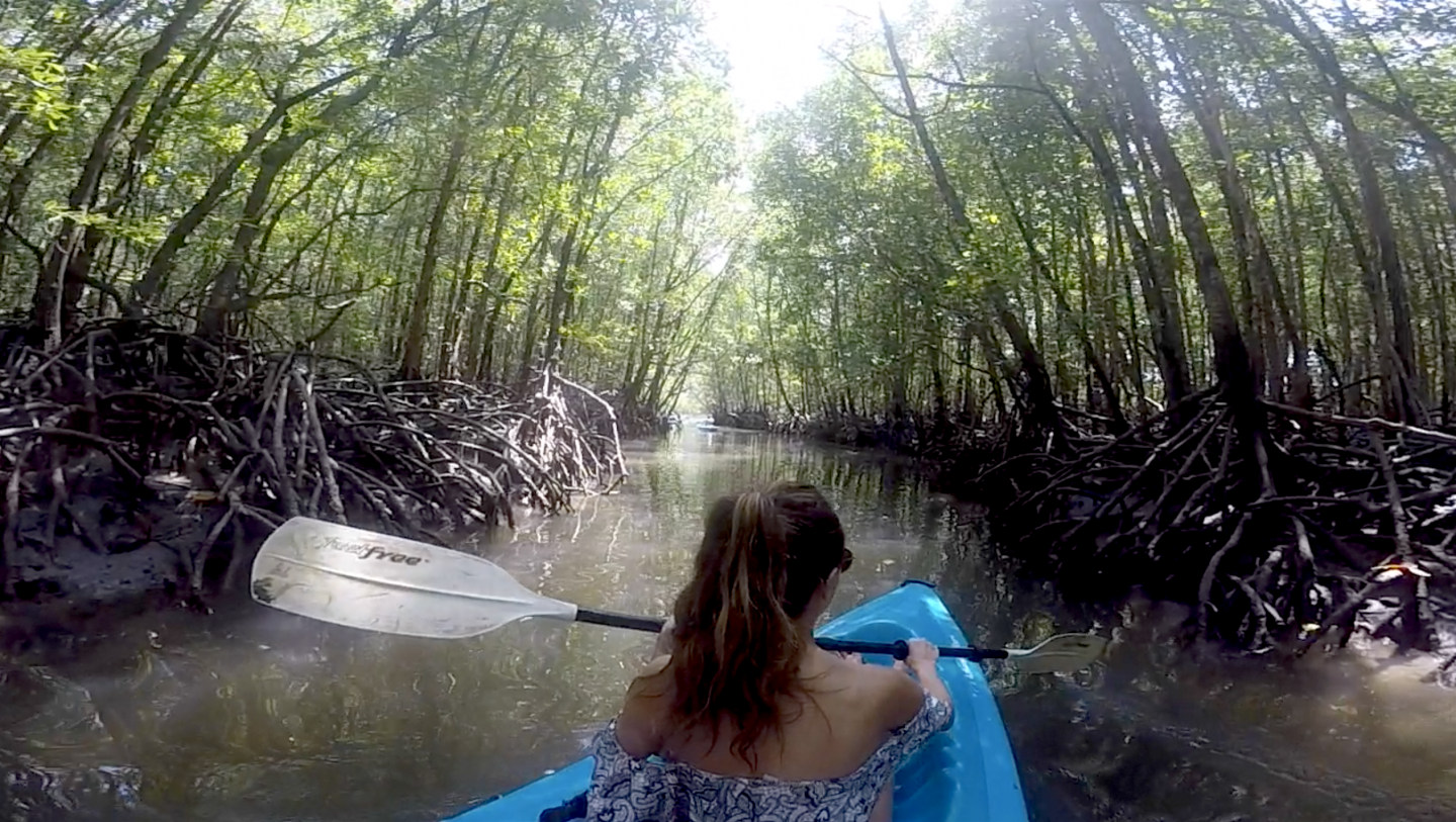 Mangrove kayacking langkawi malaysia 2