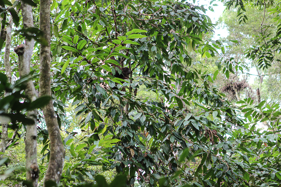 Orangutans in Sabah Borneo, Things to do in Borneo Malaysia_-10