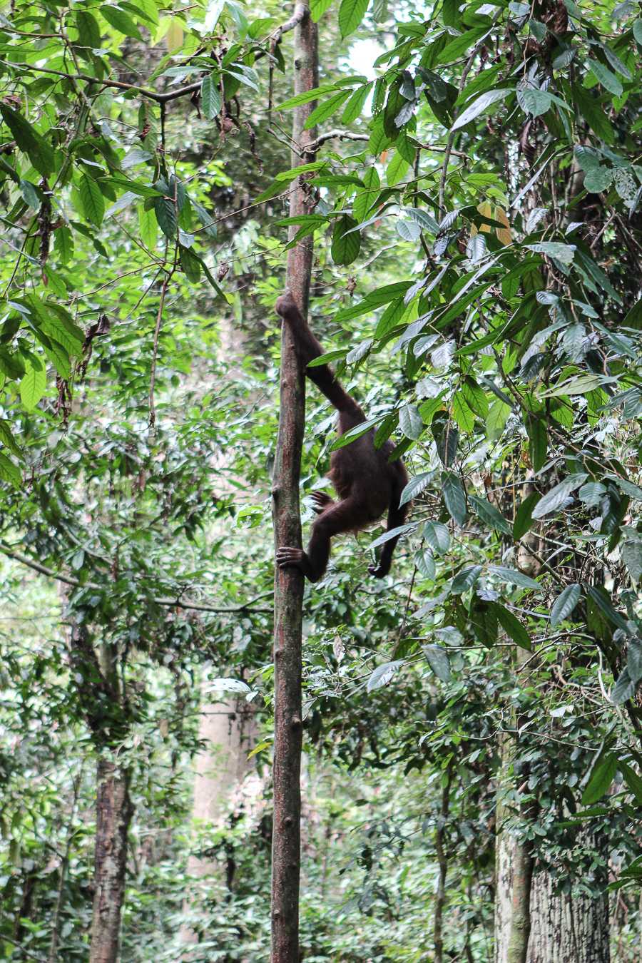 Orangutans in Sabah Borneo, Things to do in Borneo Malaysia_-13