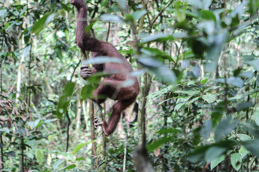 Orangutans in Sabah Borneo, Things to do in Borneo Malaysia_-14