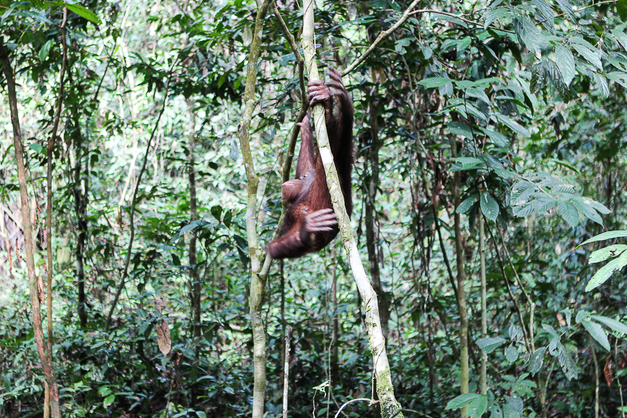 Orangutans in Sabah Borneo, Things to do in Borneo Malaysia_-15
