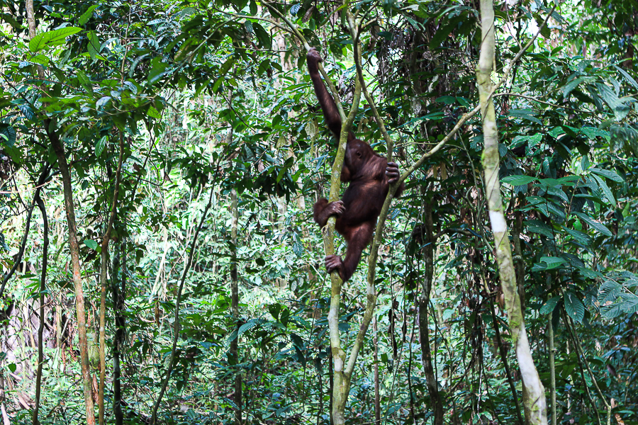Orangutans in Sabah Borneo, Things to do in Borneo Malaysia_-16