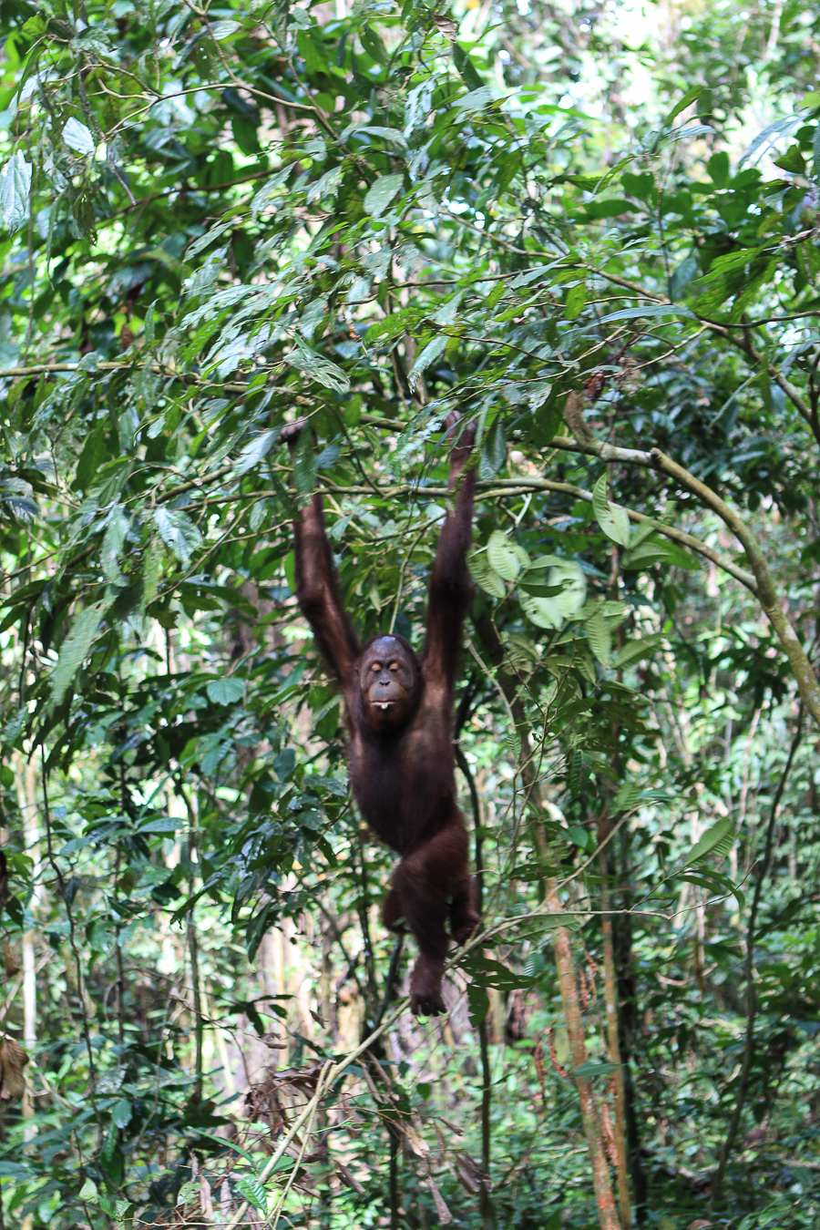 Orangutans in Sabah Borneo, Things to do in Borneo Malaysia_-17
