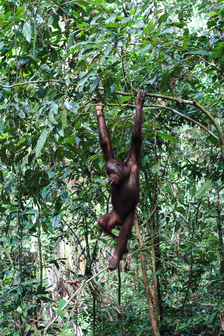 Orangutans in Sabah Borneo, Things to do in Borneo Malaysia_-18