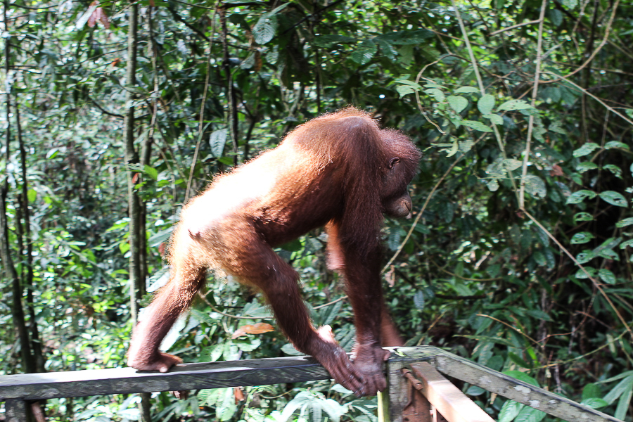 Orangutans in Sabah Borneo, Things to do in Borneo Malaysia_-20