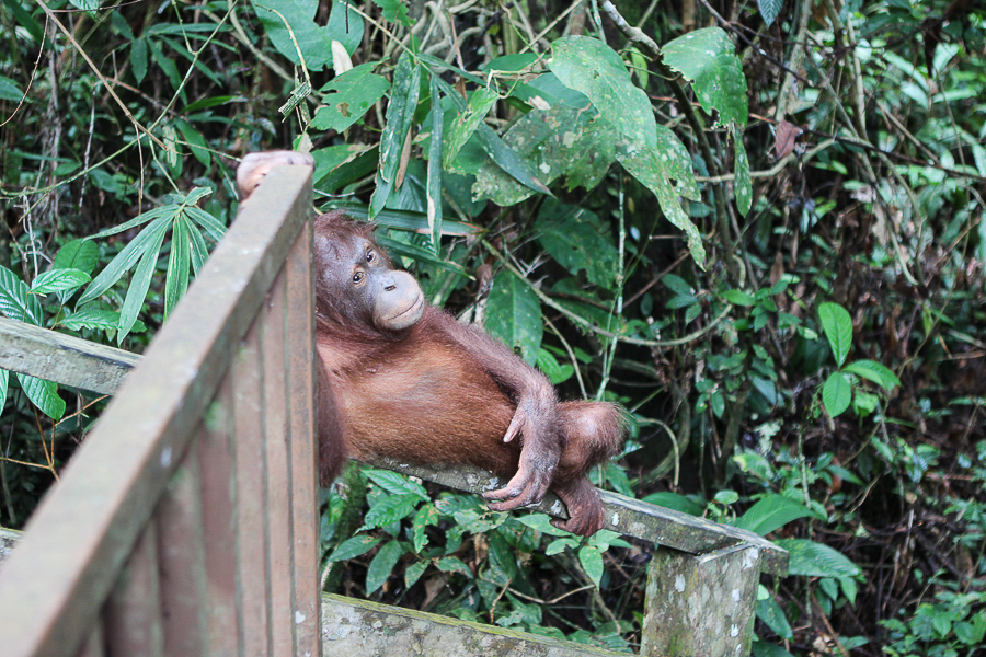 Orangutans in Sabah Borneo, Things to do in Borneo Malaysia_-21