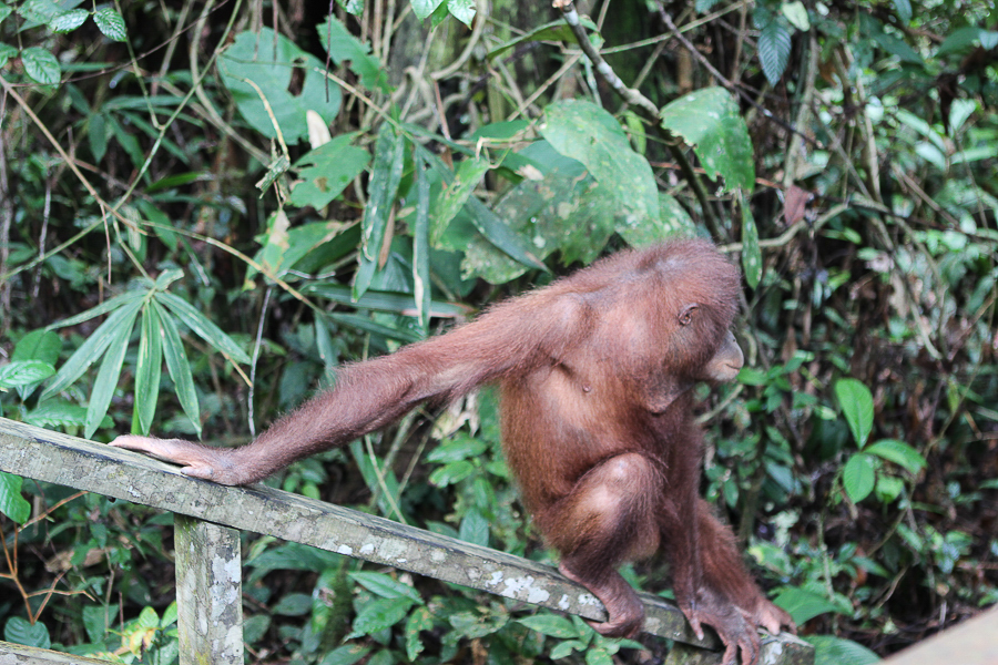 Orangutans in Sabah Borneo, Things to do in Borneo Malaysia_-22