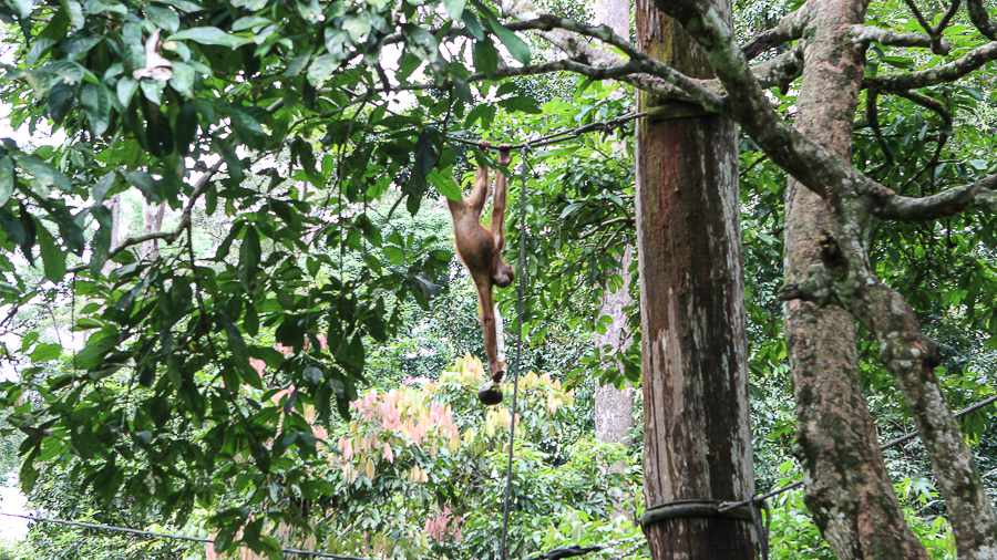 Orangutans in Sabah Borneo, Things to do in Borneo Malaysia_-25