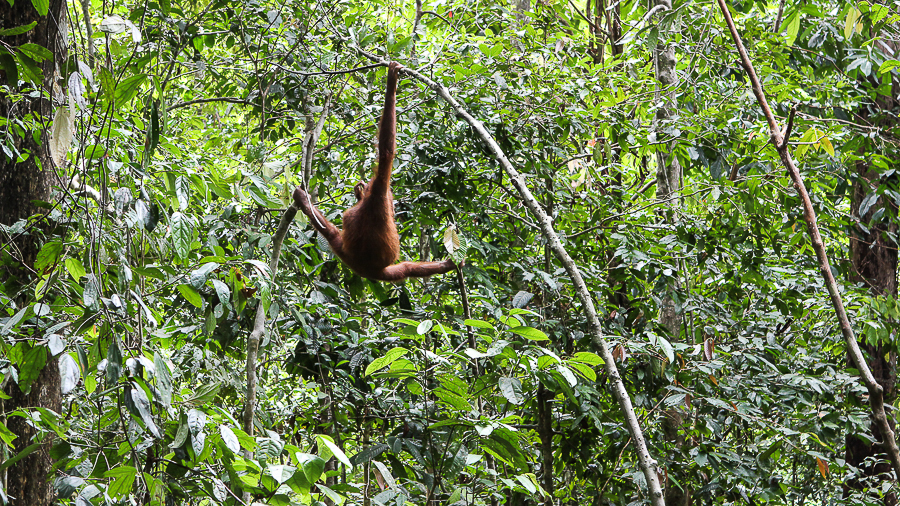 Orangutans in Sabah Borneo, Things to do in Borneo Malaysia_-27
