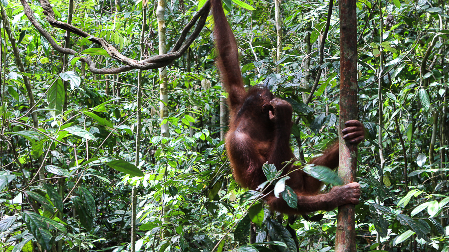 Orangutans in Sabah Borneo, Things to do in Borneo Malaysia_-28