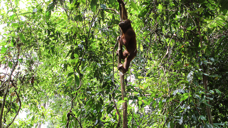 Orangutans in Sabah Borneo, Things to do in Borneo Malaysia_-29