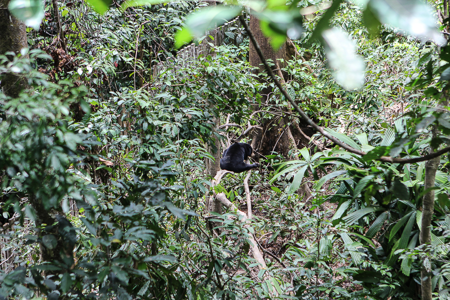 Orangutans in Sabah Borneo, Things to do in Borneo Malaysia_-36