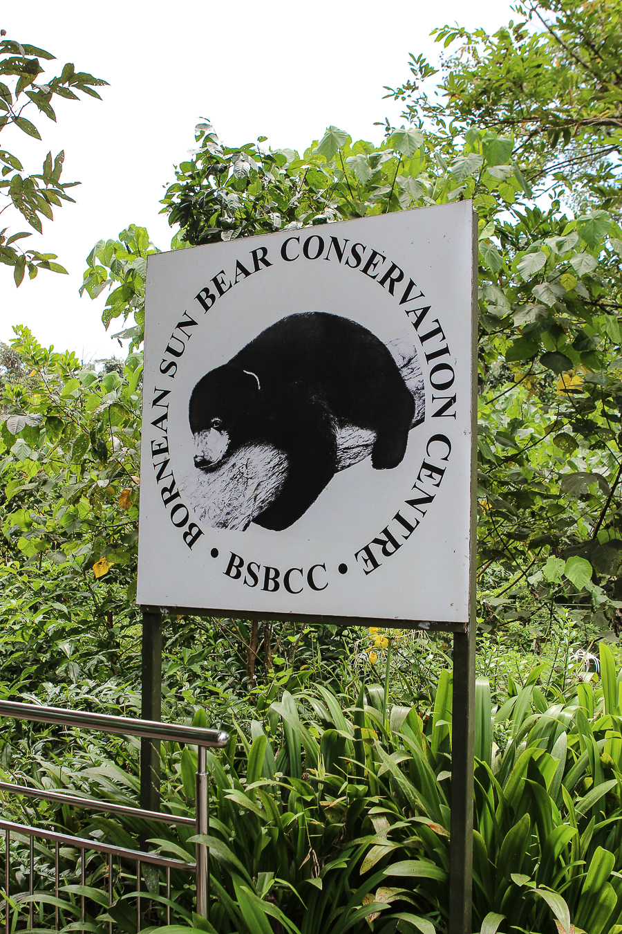 Orangutans in Sabah Borneo, Things to do in Borneo Malaysia_-37