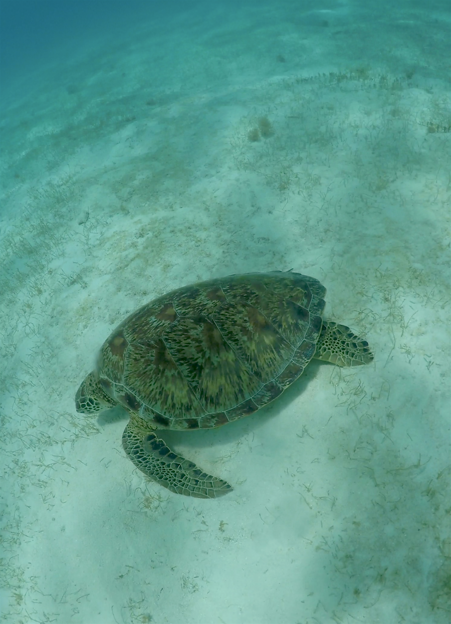 swimming with turtles - barbados 1