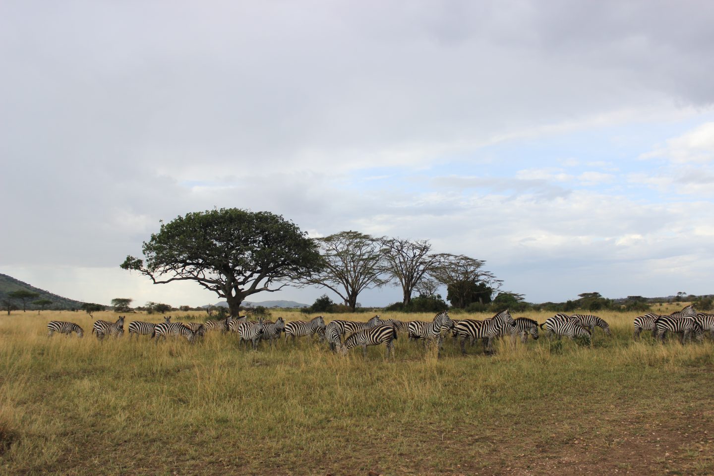 Serengeti Safari