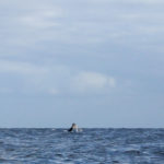 swimming with humpback whales moorea tahiti