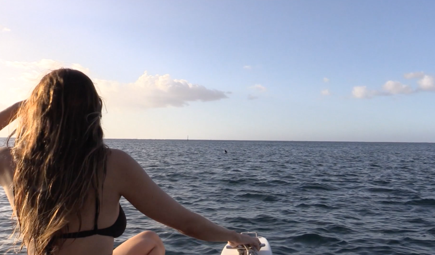 swimming with humpback whales moorea tahiti