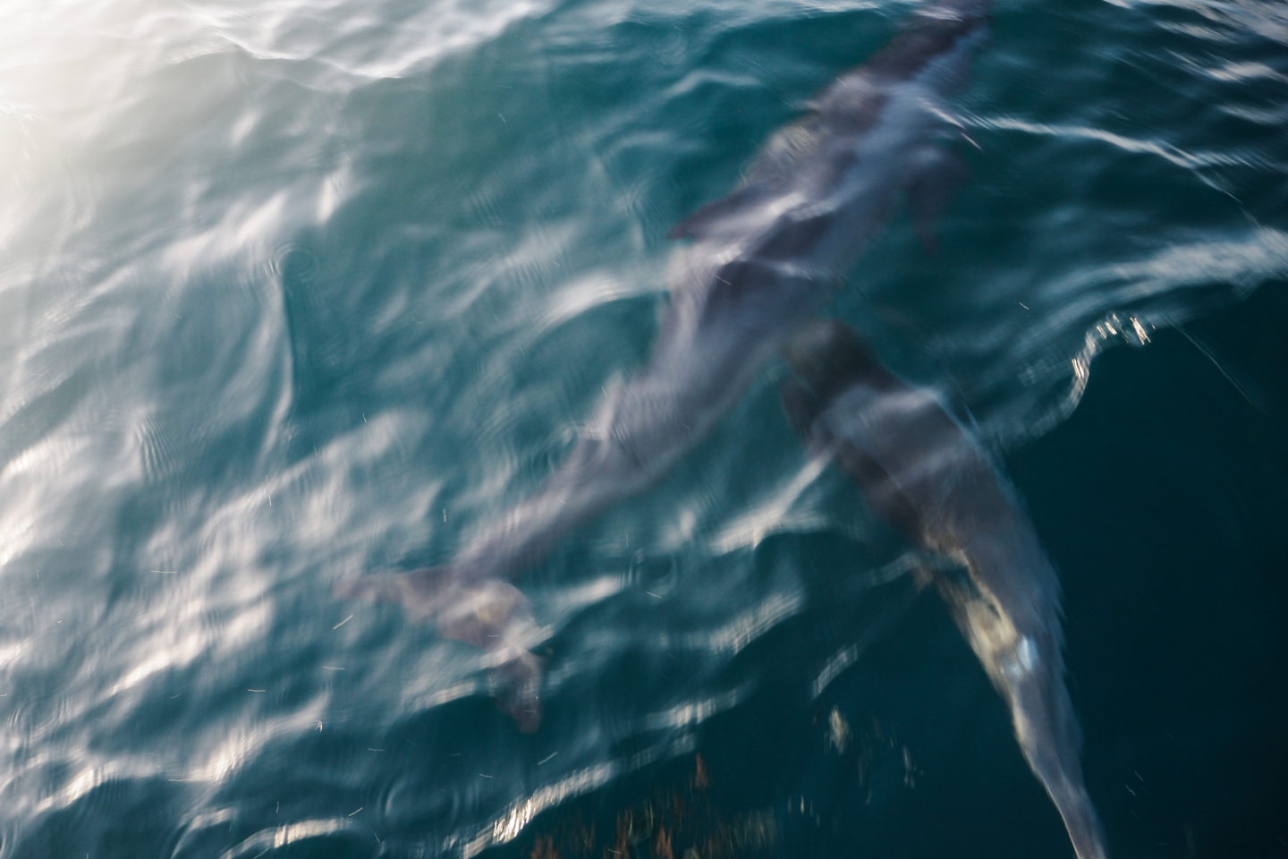 swimming with dolphins moorea tahiti