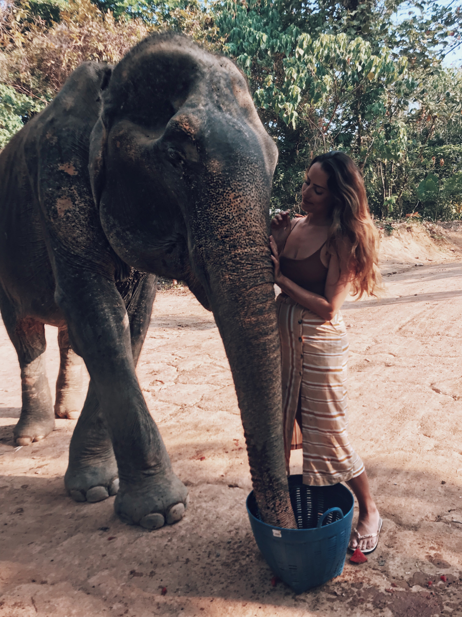 elephant jungle sanctuary review phuket